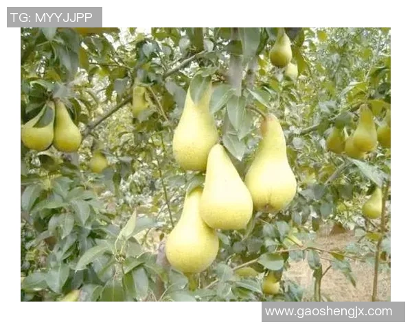 雷索纳斯仙人掌汁带你体验天然饮品的健康魅力与独特风味 雷索纳斯仙人掌汁带你体验天然饮品的健康魅力与独特风味